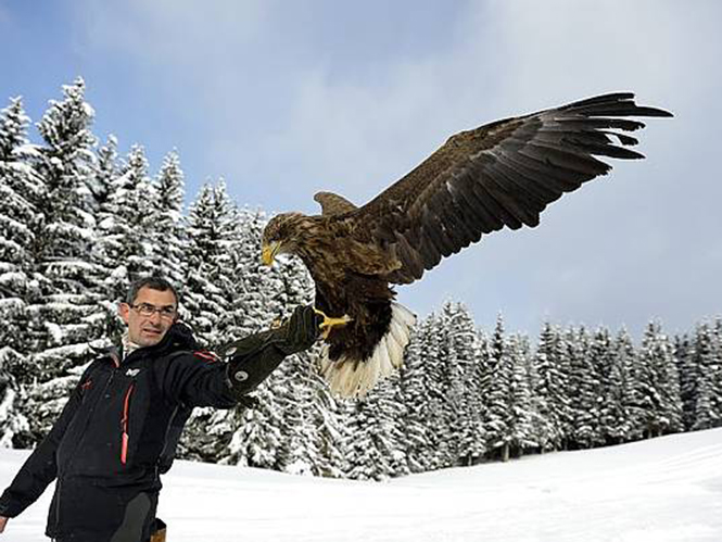 Αετός με κάμερα πετάει πάνω από τις Άλπεις. Δείτε το video