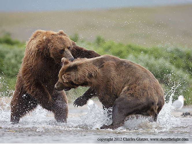 Life in Focus, κυνηγώντας τις αρκούδες Grizzly με τον Charles Glatzer
