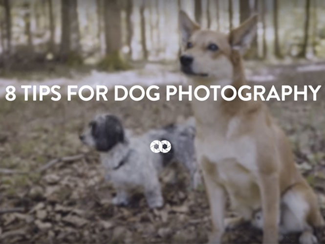 8 συμβουλές για να φωτογραφίζετε σκυλιά