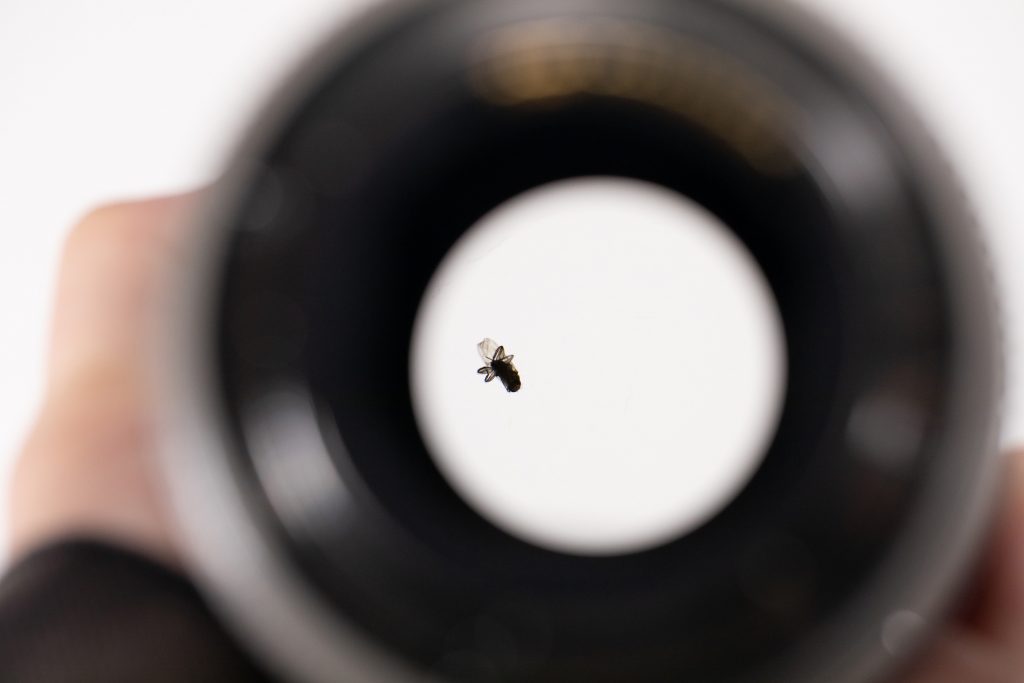 Και όμως η LensRentals βρήκε μία μύγα μέσα σε ένα Canon 70-200mm