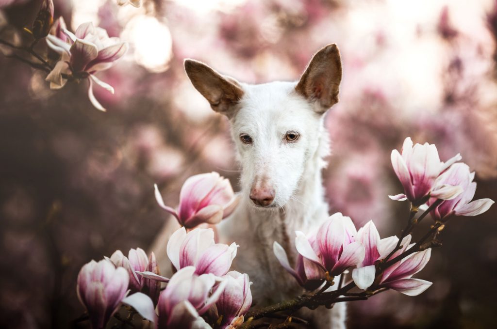 Dog Photographer of the Year 2019: Ανακοινώθηκαν οι νικητές