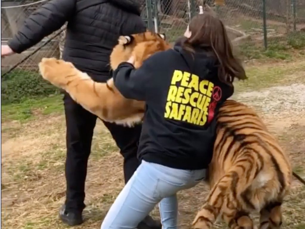 Φωτογράφος δέχεται “επίθεση” από τίγρη on camera!